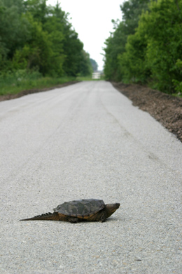 05-26-04 Local wildlife inspecting the crushed limestone base