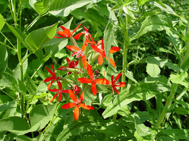 Catchfly