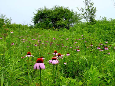 Coneflower