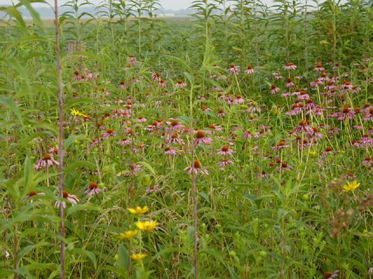 Purple coneflower