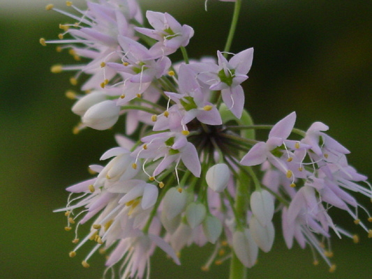 Nodding Onion