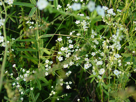 Flowering Spurge