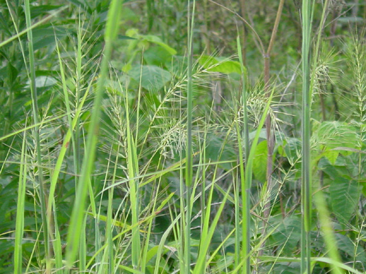 Canada Rye