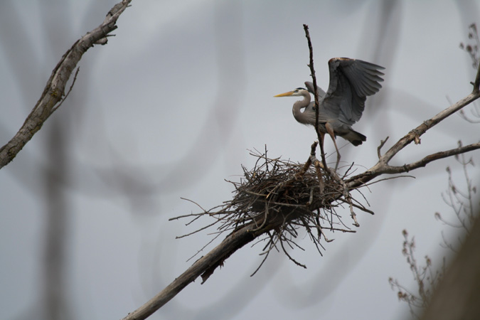 Blue Heron nest