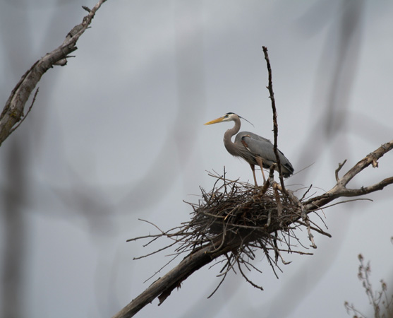 Blue Heron nest