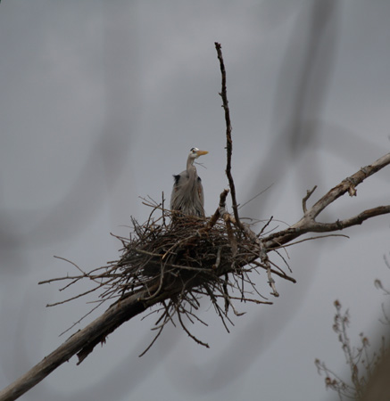 Blue Heron nest