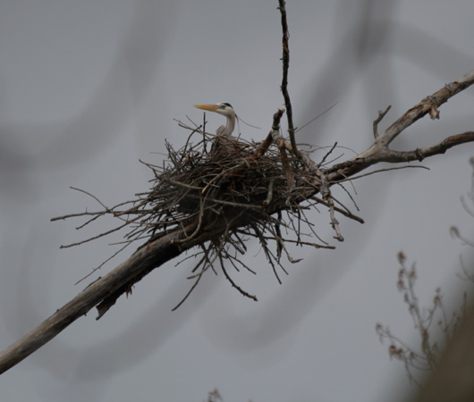 Blue Heron nest