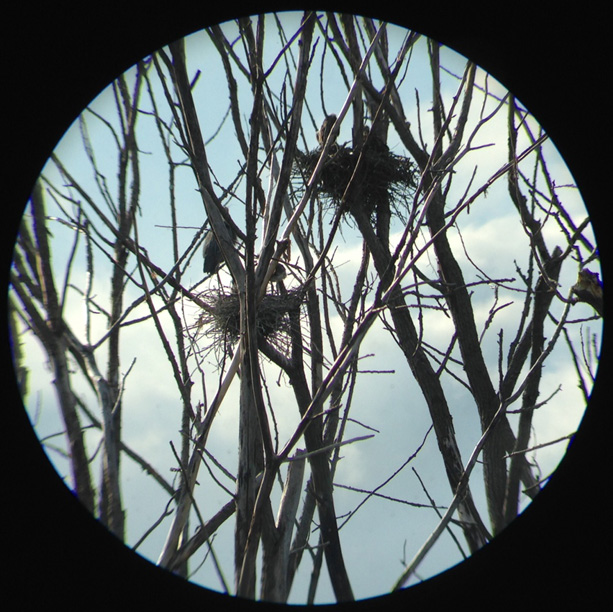 Photo by Dustin Dickerson (through Bob Knisley's telescope) 05/24/14