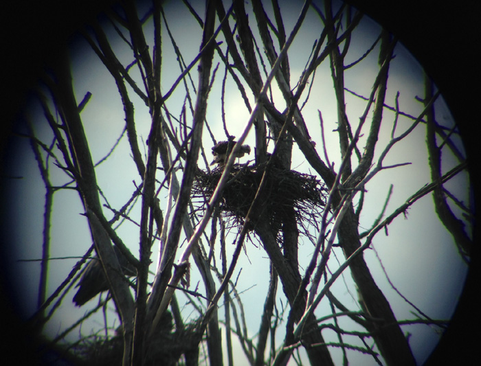 Photo by Dustin Dickerson (through Bob Knisley's telescope) 05/24/14