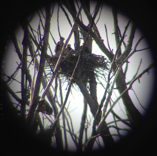 Photo by Dustin Dickerson (through Bob Knisley's telescope) 05/24/14