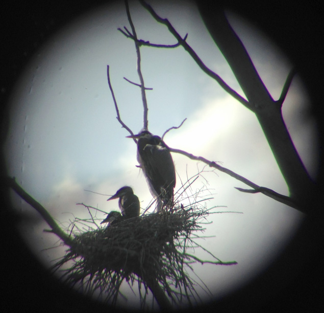 Photo by Dustin Dickerson (through Bob Knisley's telescope) 05/24/14