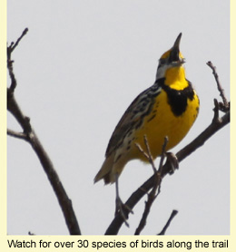 Watch for over 30 species of birds along the trail